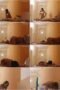 8ibrsdcgphjl_xt