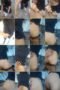ahxjr9u3xcbr_xt