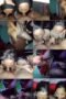 ylcczfch1dlm_xt