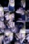 Wawa Sheera Hijab Blowjob Hot